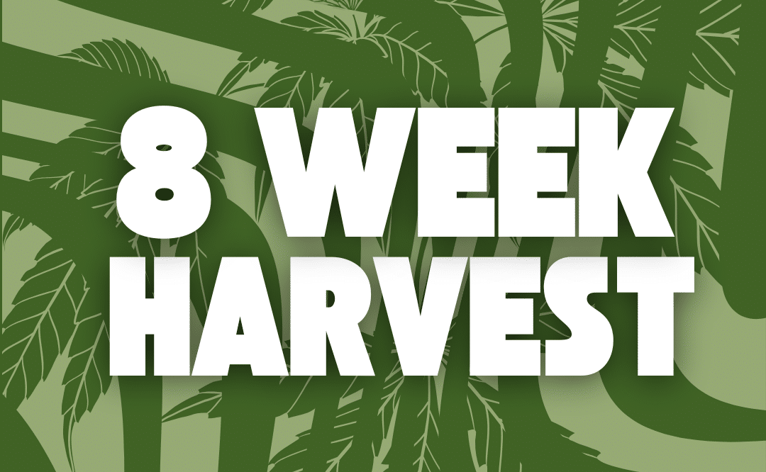 8 week harvest graphic